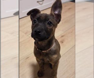 Mutt Dogs for adoption in Brooklyn Center, MN, USA