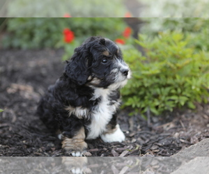 Bernedoodle (Miniature) Puppy for Sale in GOSHEN, Indiana USA