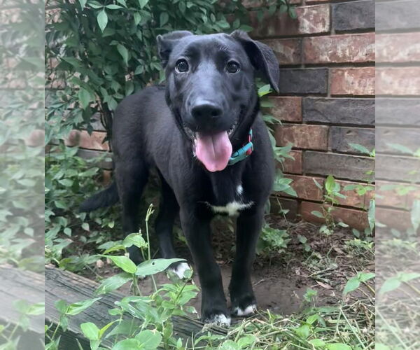 Medium Photo #44 Labrador Retriever-Unknown Mix Puppy For Sale in OKLAHOMA CITY, OK, USA