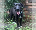 Small #43 Labrador Retriever Mix