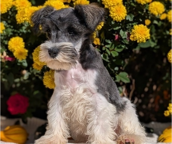 Medium Photo #4 Schnauzer (Miniature) Puppy For Sale in GOSHEN, IN, USA