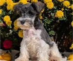 Small Photo #4 Schnauzer (Miniature) Puppy For Sale in GOSHEN, IN, USA