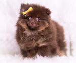 Small Photo #47 Pomeranian Puppy For Sale in WARSAW, IN, USA