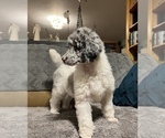 Small Photo #3 Poodle (Standard) Puppy For Sale in HENRY, VA, USA