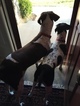 Small Photo #1 German Shorthaired Pointer Puppy For Sale in RAEFORD, NC, USA