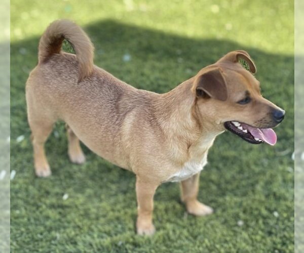 Medium Photo #3 Dachshund-Unknown Mix Puppy For Sale in La Verne, CA, USA