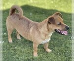 Small Photo #3 Dachshund-Unknown Mix Puppy For Sale in La Verne, CA, USA