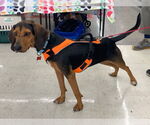 Small #1 Black and Tan Coonhound