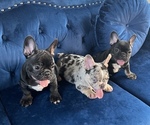 Small Photo #1 French Bulldog Puppy For Sale in CARY, NC, USA