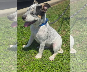 Mutt Dogs for adoption in Alexander, AR, USA