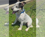 Small Mutt