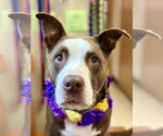 Small #35 American Pit Bull Terrier-Labrador Retriever Mix