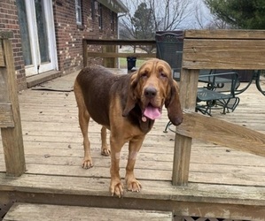 Mother of the Bloodhound puppies born on 01/18/2022