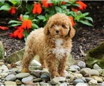 Small Photo #2 Poodle (Miniature) Puppy For Sale in FREDERICKSBG, OH, USA