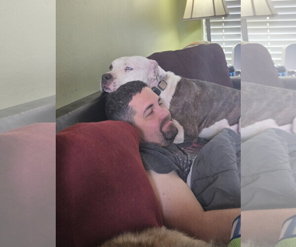 Medium Photo #3 Staffordshire Bull Terrier-Unknown Mix Puppy For Sale in The Woodlands, TX, USA