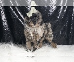 Small #4 Poodle (Toy)