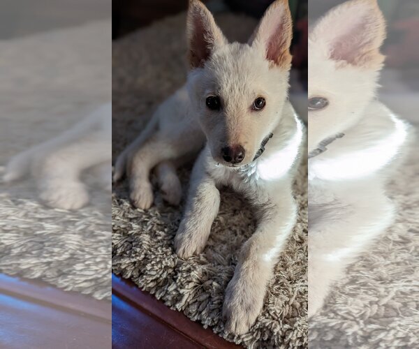 Medium Photo #15 Unknown-white german shepherd Mix Puppy For Sale in Dana Point, CA, USA