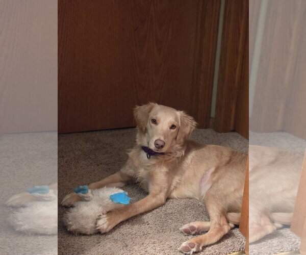Medium Photo #8 Golden Labrador Puppy For Sale in Minneapolis, MN, USA