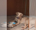 Small #7 Golden Labrador
