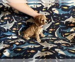 Small #6 Cocker Spaniel