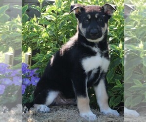 German Shepherd Dog-Siberian Husky Mix Puppy for sale in FREDERICKSBURG, OH, USA