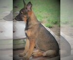 Small #11 German Shepherd Dog Mix