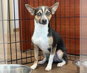 Chihuahua-Unknown Mix Dogs for adoption in Hilton Head, SC, USA