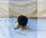 Puppy Puppy 8 Akita