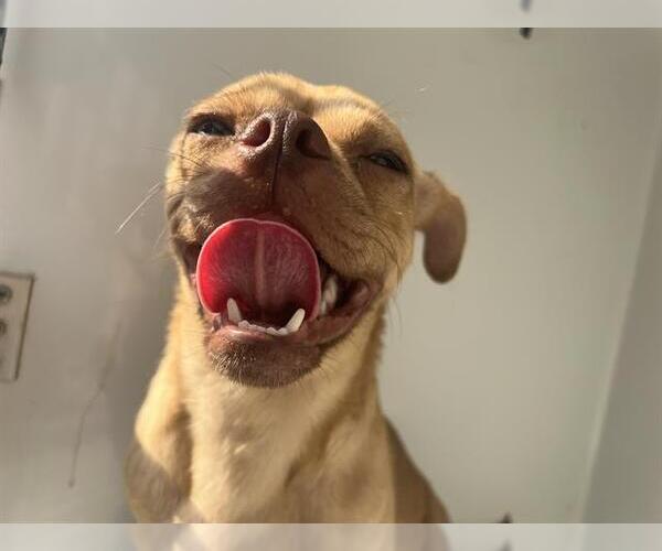 Medium Photo #1 Pug-Unknown Mix Puppy For Sale in Houston, TX, USA