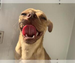 Pug-Unknown Mix Dogs for adoption in Houston, TX, USA