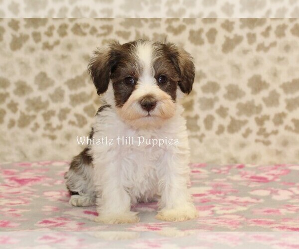 Medium Photo #2 Schnauzer (Miniature) Puppy For Sale in DENVER, PA, USA