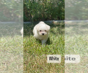 Bichon Frise Puppy for sale in ELDERWOOD, CA, USA