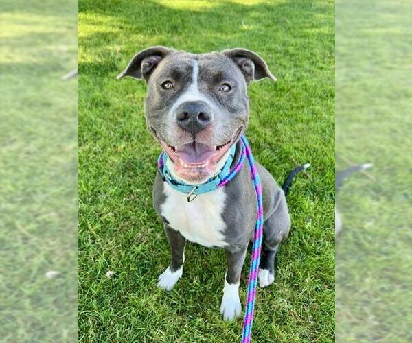 Medium Photo #2 Mutt Puppy For Sale in Sacramento, CA, USA