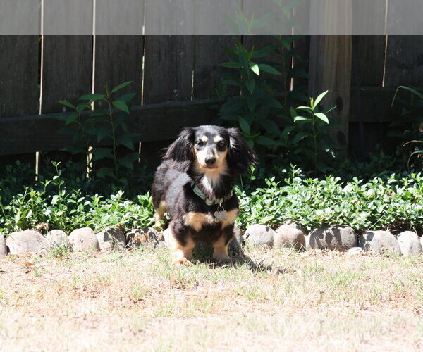 Medium Photo #5 Dachshund Puppy For Sale in Fruitland, SC, USA