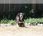 Small #4 Dachshund
