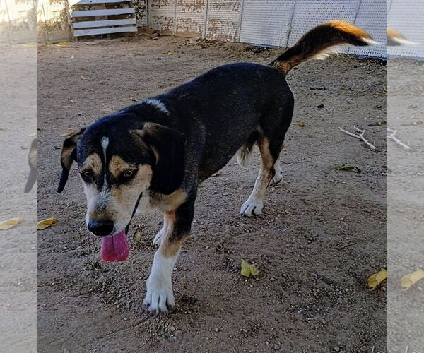 Medium Photo #3 Beagle-Unknown Mix Puppy For Sale in Apple Valley, CA, USA
