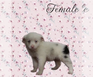 Miniature Australian Shepherd Puppy for sale in MASON, OH, USA