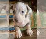 Puppy Isabella dapple Dachshund