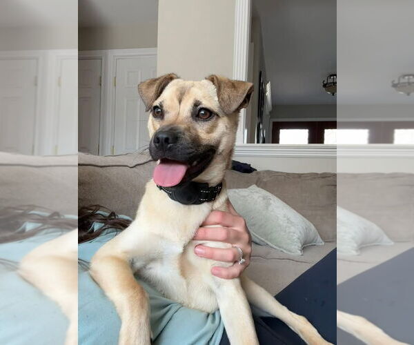 Medium Photo #1 Pug-Unknown Mix Puppy For Sale in Woodbury, NY, USA