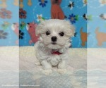 Small #6 Maltese