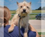 Small #4 Cairn Terrier Mix