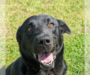 Labrador Retriever-Unknown Mix Dogs for adoption in Canton, CT, USA