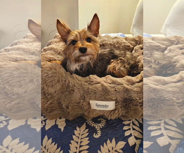 Medium Photo #5 Chihuahua-Unknown Mix Puppy For Sale in Greensboro, NC, USA