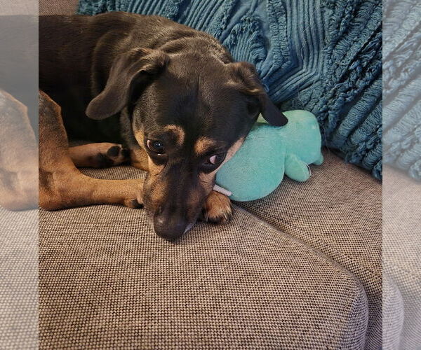 Medium Photo #5 Dachshund-Unknown Mix Puppy For Sale in Princeton, MN, USA