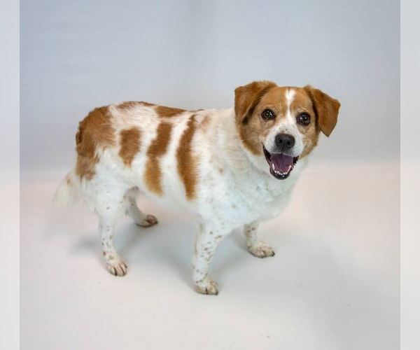 Medium Photo #6 Beagle-Unknown Mix Puppy For Sale in Kennesaw, GA, USA