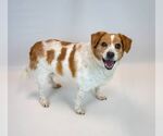 Small #5 Beagle Mix