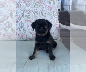 Medium Brussels Griffon