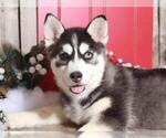 Small Photo #1 Pomsky Puppy For Sale in MOUNT VERNON, OH, USA