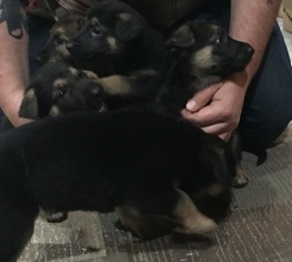 German Shepherd Dog Puppy for sale in MINORSVILLE, KY, USA