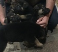 Small Photo #1 German Shepherd Dog Puppy For Sale in MINORSVILLE, KY, USA